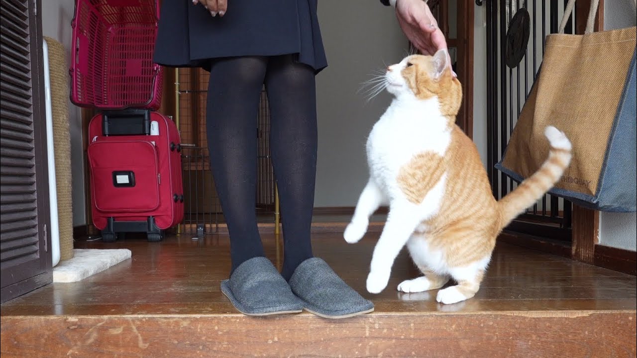 Abemaニュースに取り上げられた猫