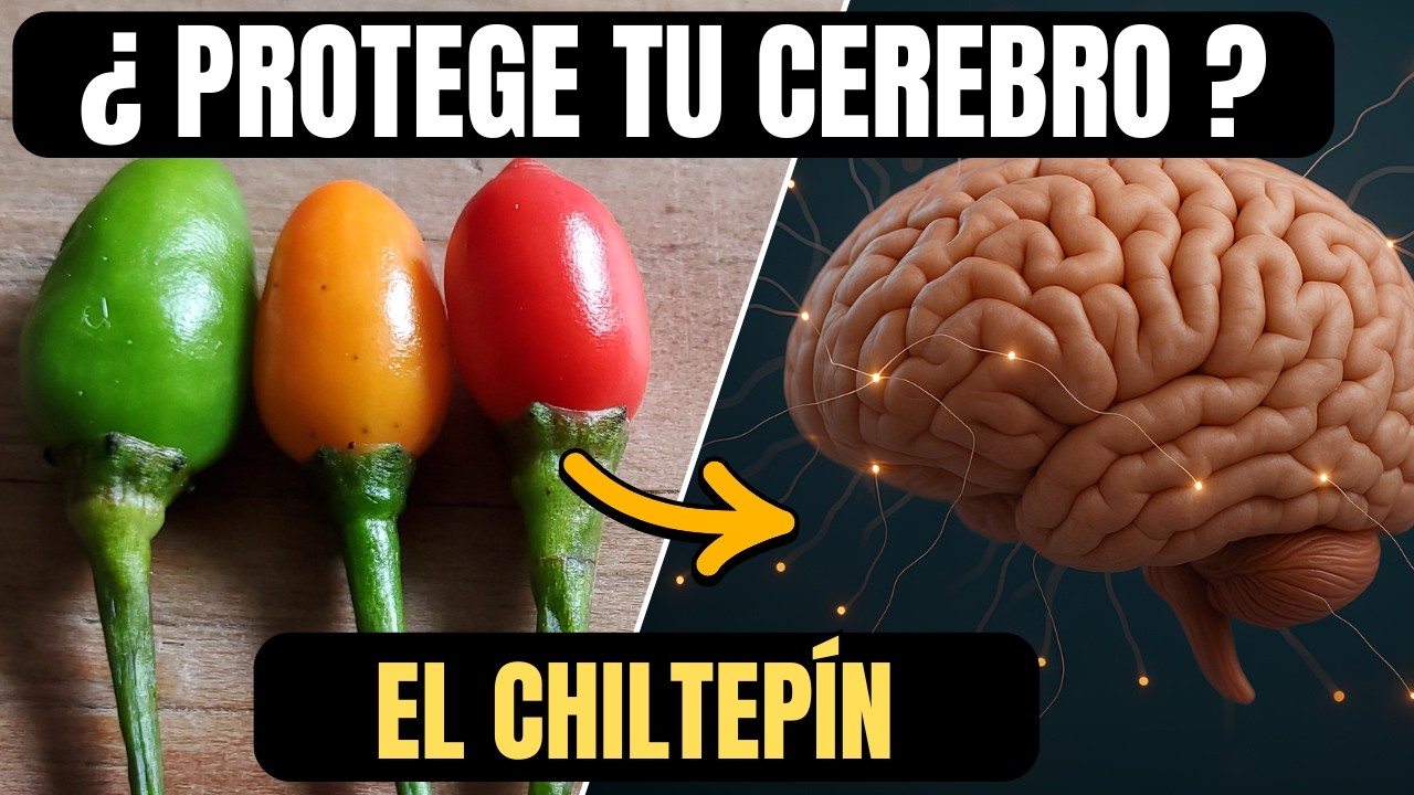 ¿Este Chile Ancestral Puede Proteger Tu Cerebro del Envejecimiento?