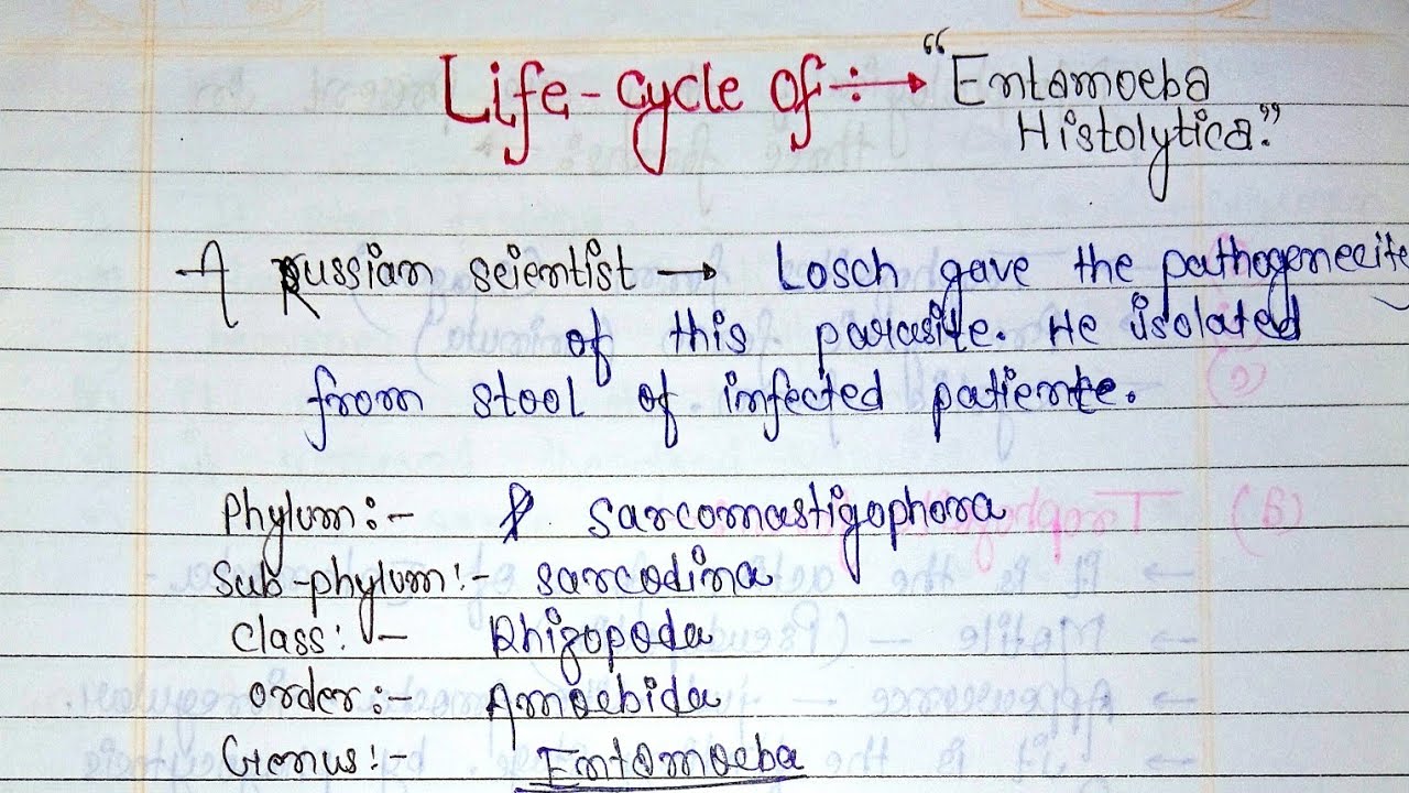 Entamoeba histolytica |Structure And Life Cycle Of Entamoeba histolytica|BSc 1st Year Zoology 
