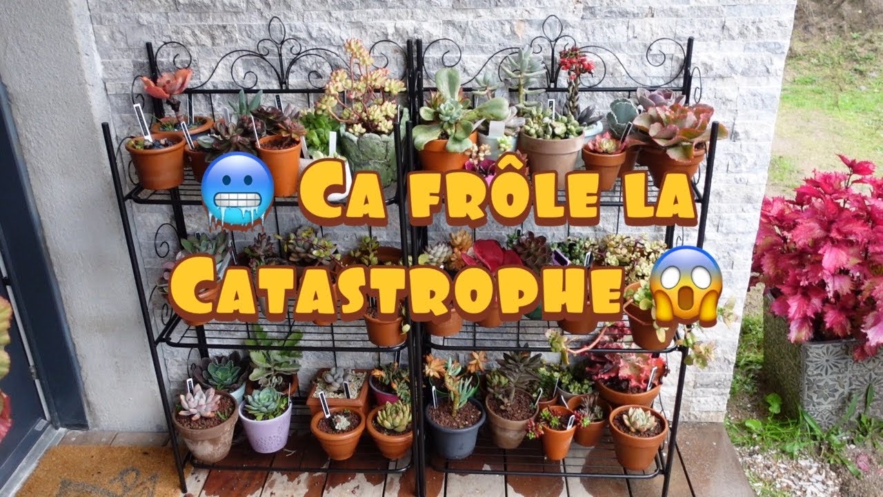 Ca frôle la catastrophe 😱🥶J’installe mes #plantesucculente pour l'hiver! | Protéger ses plantes.