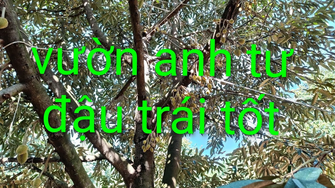 Sầu riêng thái đậu trái tốt.. út hiền 0978603449