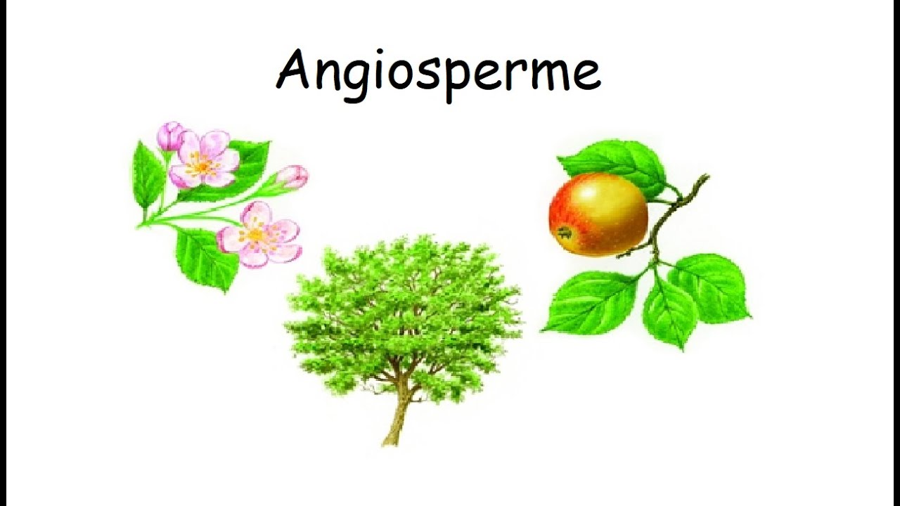 le ANGIOSPERME: caratteristiche principali