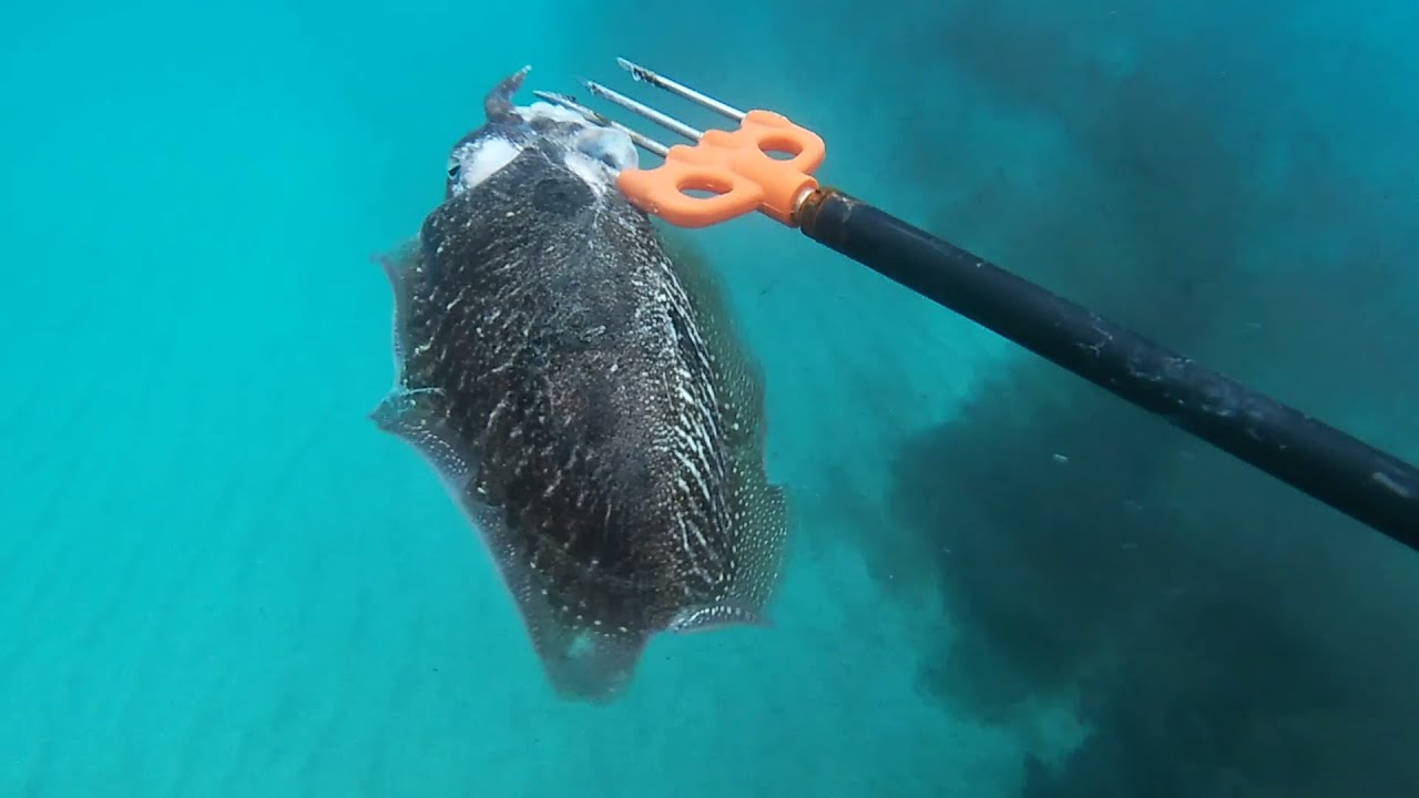 PescaSub: Una Storia Di Seppie