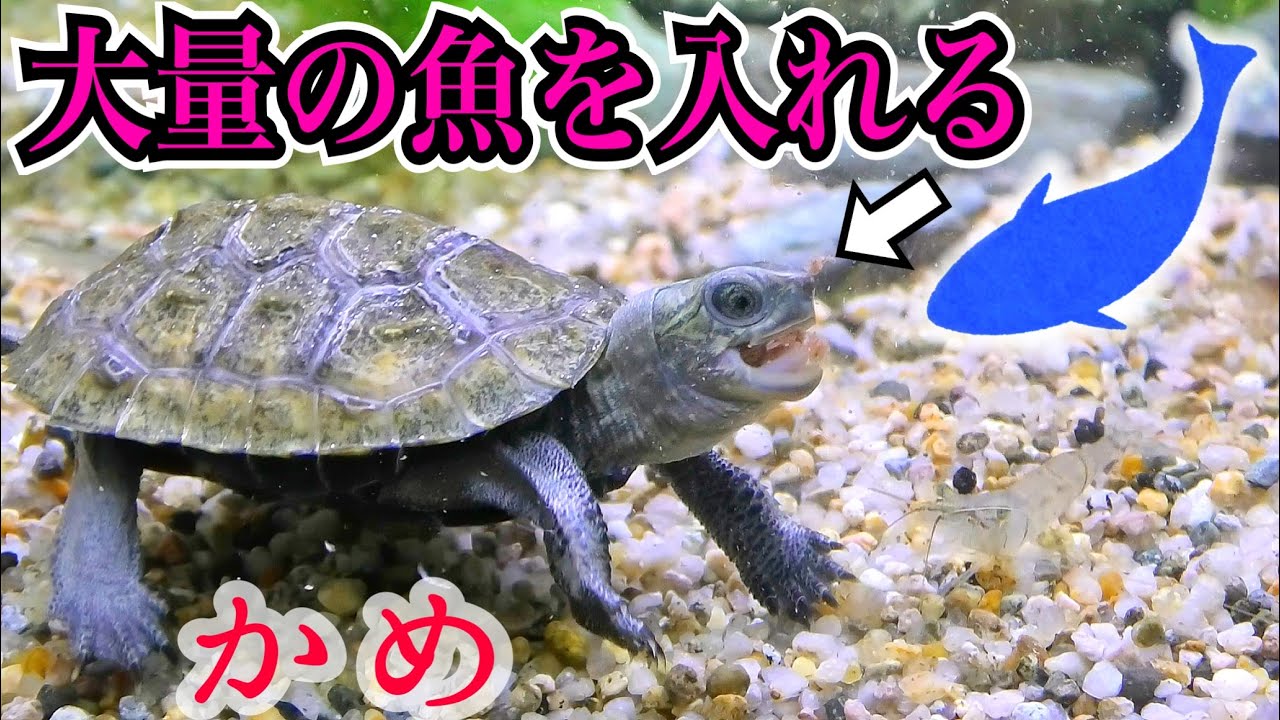 ついにカメ水槽へ魚を導入！一緒に飼育できるのか…？陸地作りやり直し作業。
