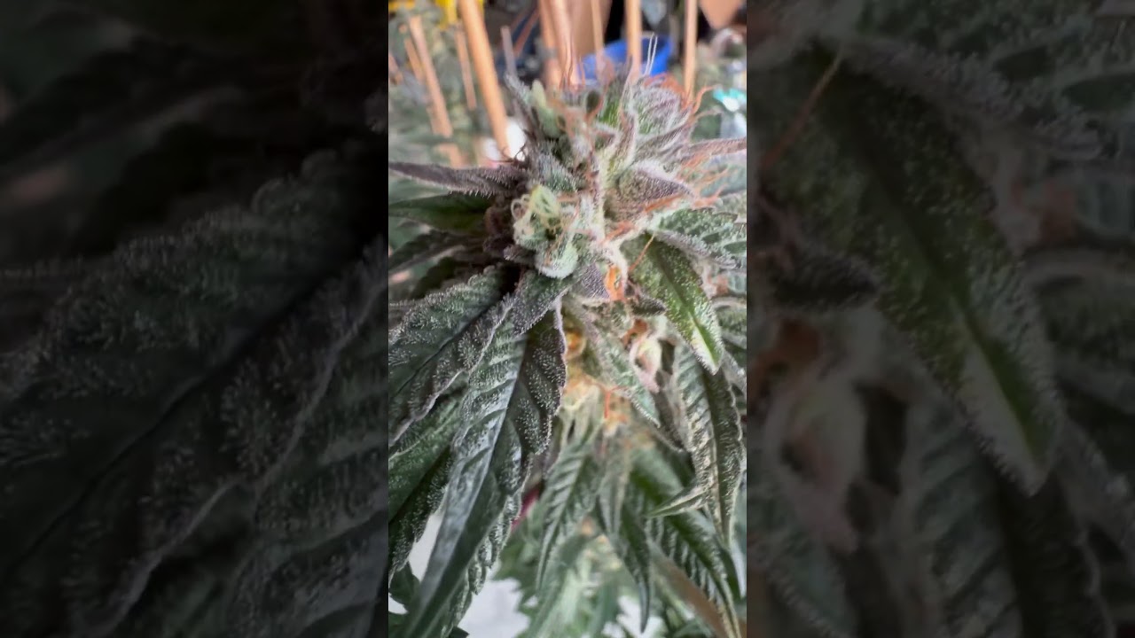 Humboldt CSI Cherry AK x Sherbert. #shortsfeed #trendingshorts #cherry terps, old #cali #gas #smoke