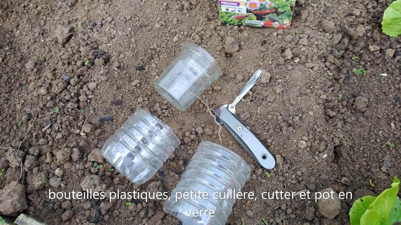 trucs et astuces   l'invasion massive de limaces et escargots