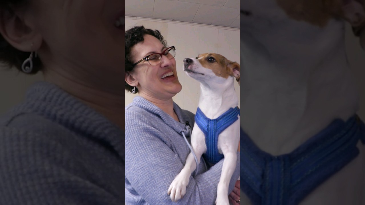 Wisconsin Life | Amazing Circus Dogs Perform Jaw-Dropping Tricks! #shorts #dogs