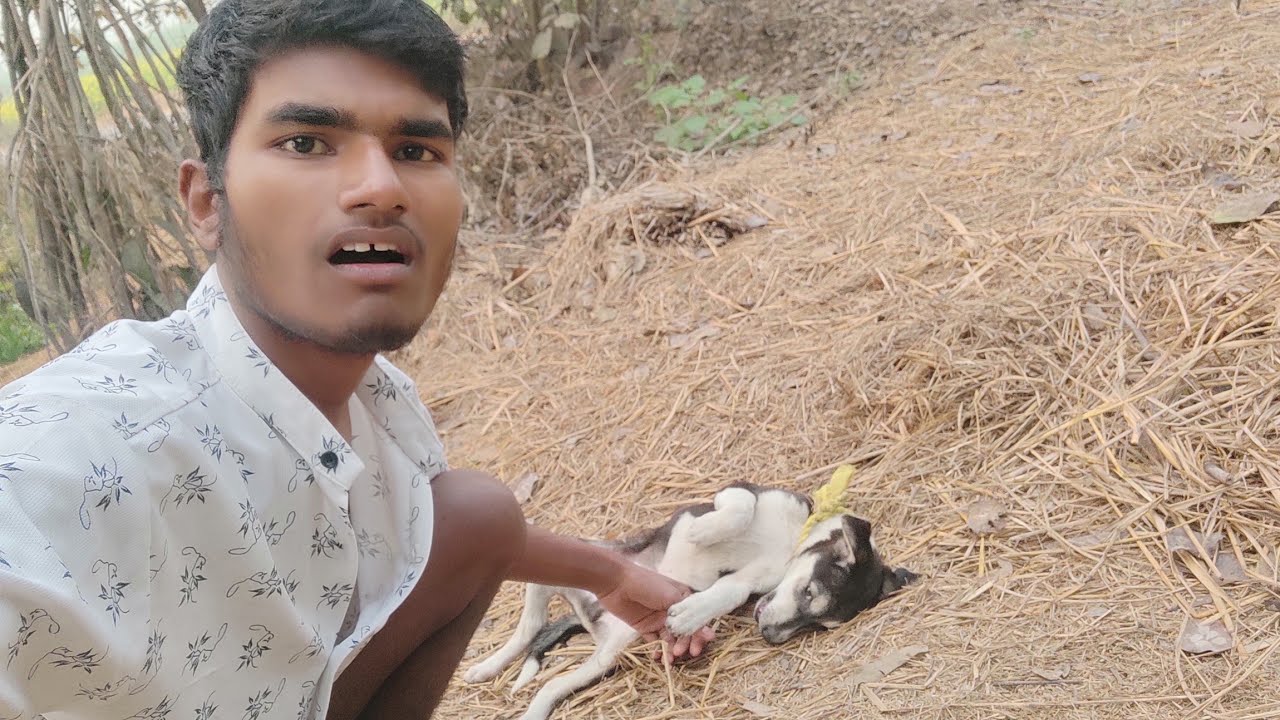 रोलेक्स को लग गई चोट | 100 Days Challenge | Day 11| #DesiVlog