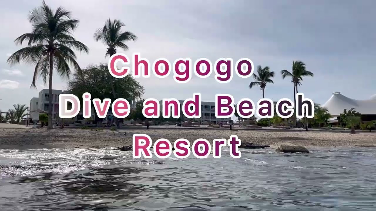 Snorkeling in Bonaire at Chogogo Dive and Beach Resort in 4K