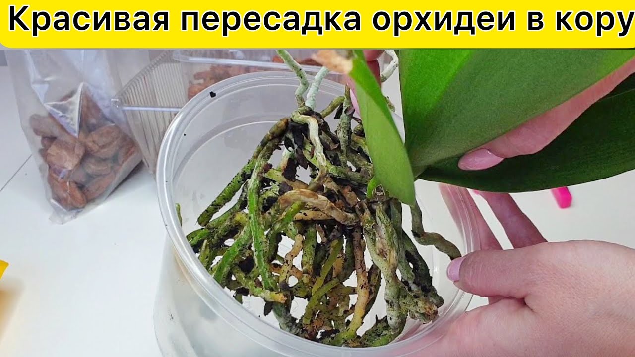 Всё просто! Легкая ПЕРЕСАДКА орхидеи