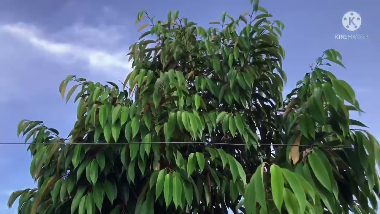Sửa b&eacute;c v&agrave; qu&eacute;t thuốc g&oacute;c ph&ograve;ng bệnh phytop mọi người cần ch&uacute; &yacute;