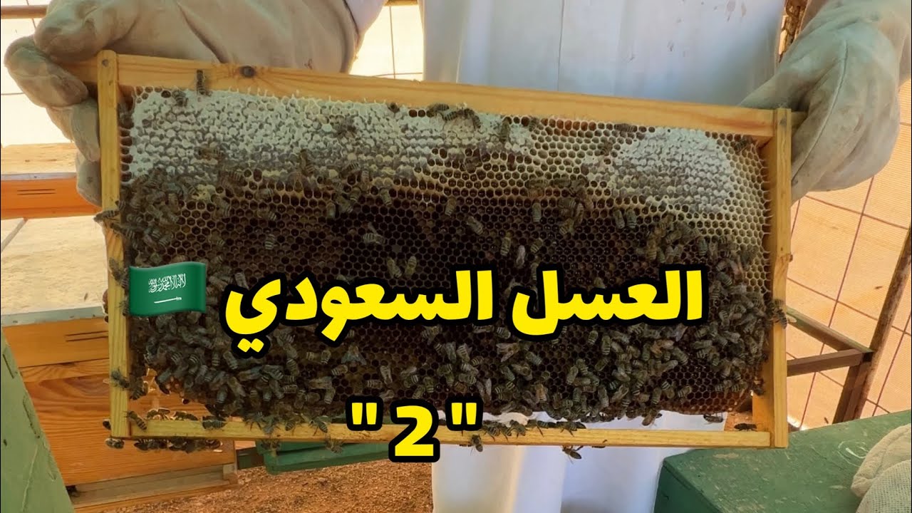 نحال سعودي 2 - بعد مرور 14 يوم على انتاج عسل البرسيم