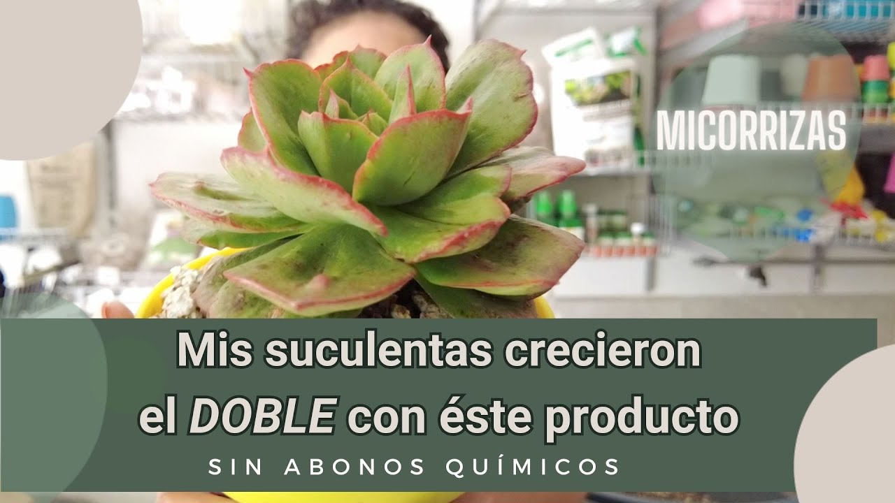 Mis suculentas CRECIERON el DOBLE con este producto. SIN ABONOS QUÍMICOS. MICORRIZAS