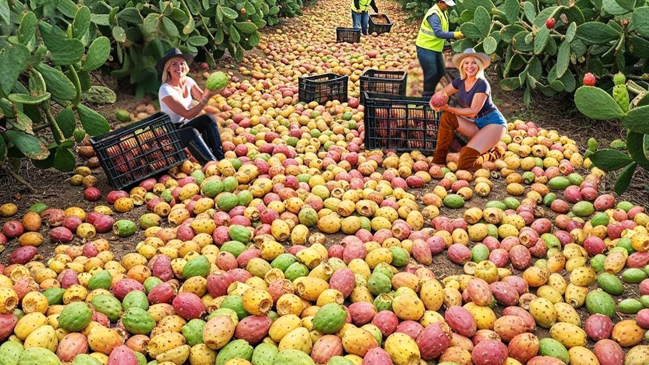 How Millions of Tons of Prickly Cactus Are Harvested and Processed – Incredible Cactus Farming