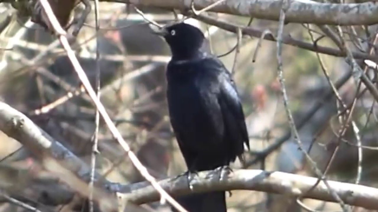 Rusty Blackbird singing and preening