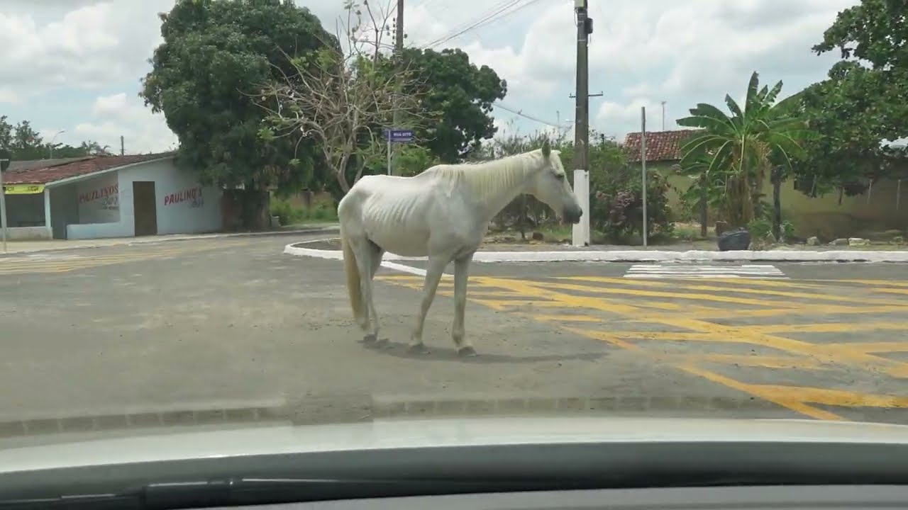 MAIRIPOTABA GOI&Aacute;S