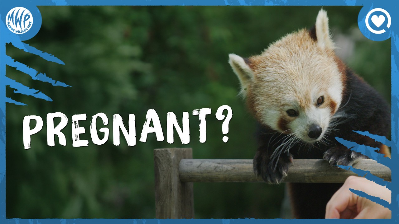 Is our red panda pregnant? | 'Eating for two... or four?' | Vet Diaries