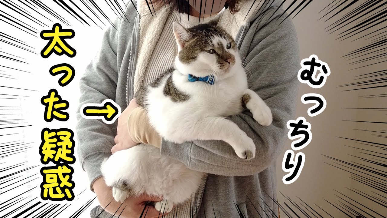 太った疑惑がある愛猫の体重測定をしてみた