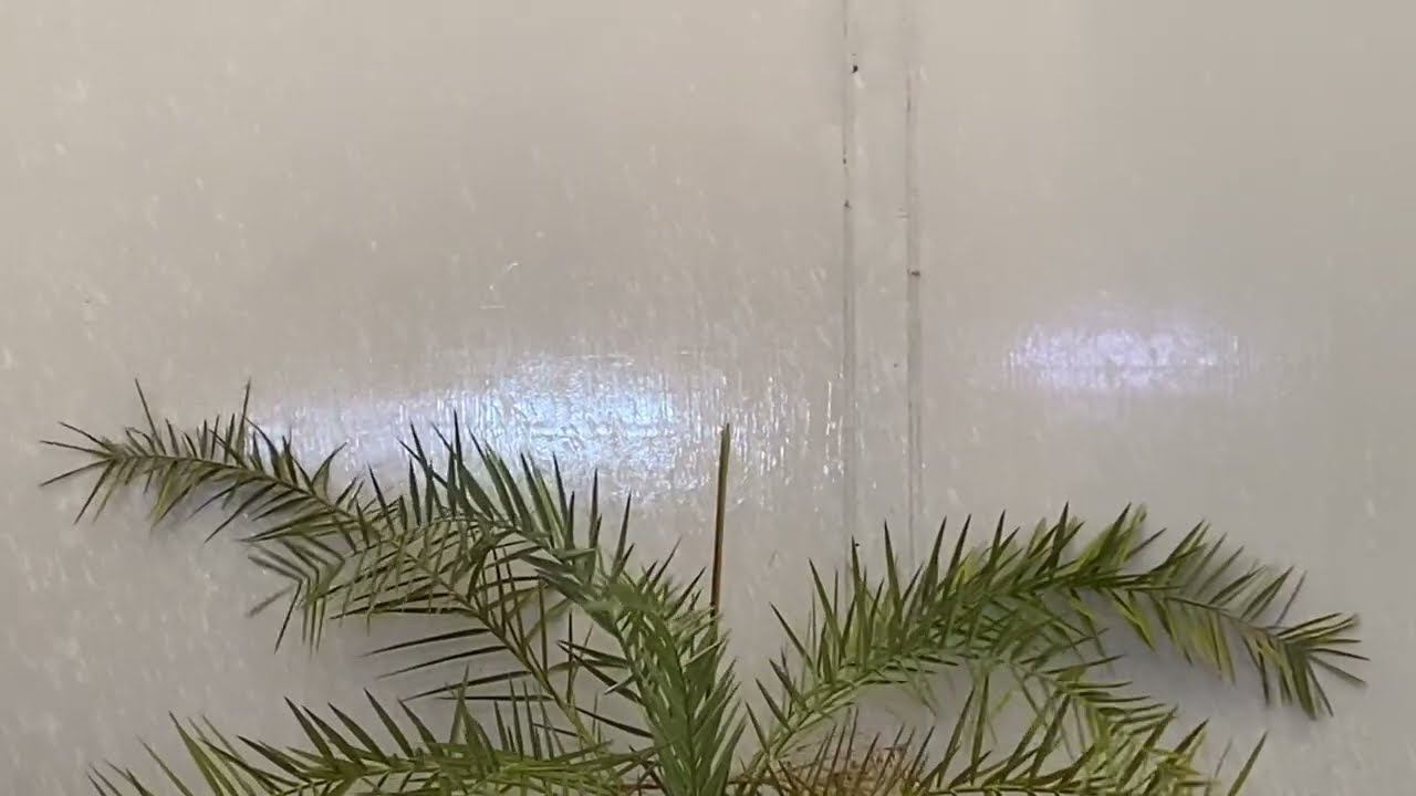 فلوق ممطر 🌧️🌦️وطلعة للجبل 