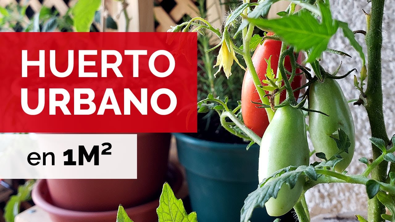 HUERTO URBANO EN 1 METRO CUADRADO | Paseo y Evolución