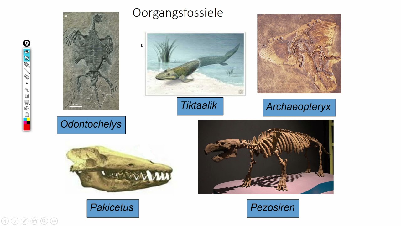 Lewenswetenskappe GR12 Evolusie deur Natuurlike Seleksie Les1