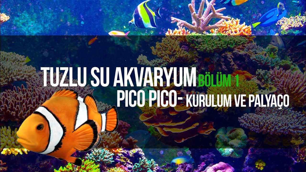 EVE MİNİK OKYANUS KURMAK - TUZLU SU KURULUM BÖLÜM 1