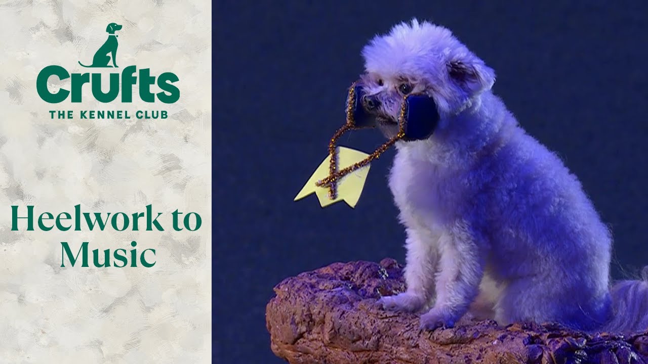 The Lion King of Crufts!!! 🦁 | Crufts 2024