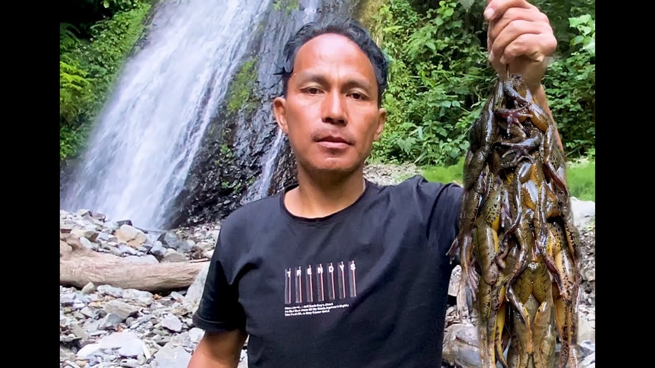 Mountain Wild Yellow Frogs hunting | पाहा (Catch Clean Cook)