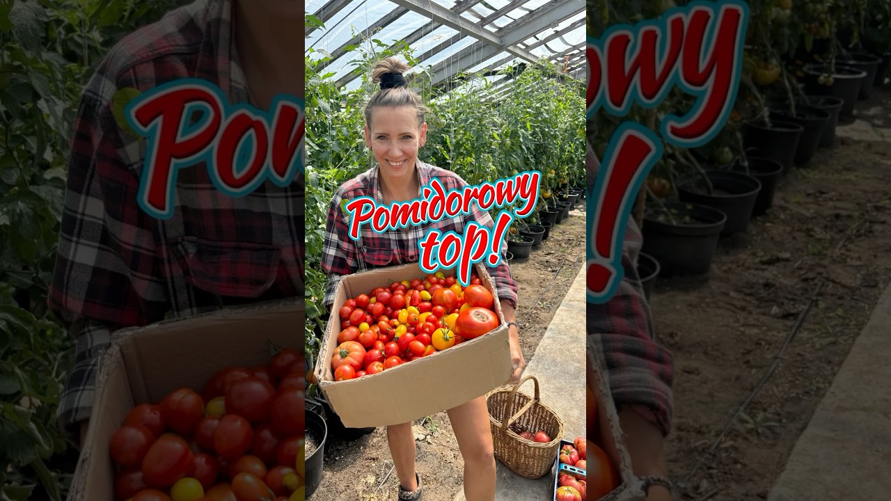 M&oacute;j pomidorowy TOP 🔝 wszystkie odmiany dostępne w ➡️www.ZielonePogotowie.pl