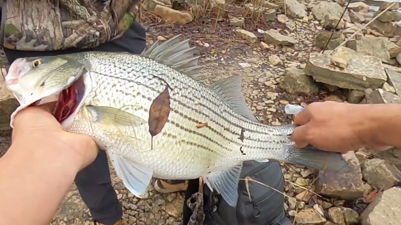 Pescando híbridos en Clinton lake Illinois