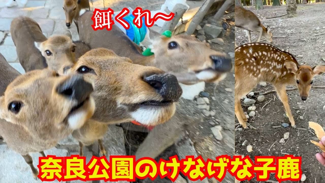 奈良公園の無邪気な子鹿を人生で初めて見たアメリカ人観光客が胸キュンとする