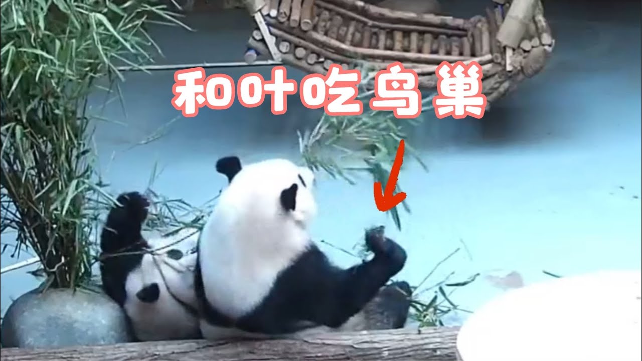 8.14葉子吃鳥巢譚爺爺趕快阻止，花花狀態好轉主動找妹妹撩架#panda  #熊猫  #花花  #熊貓 #cute