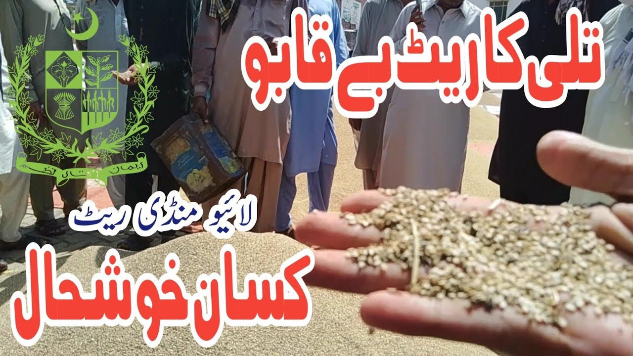 Till tlli price today update galla mindi | Sesame crop rate today