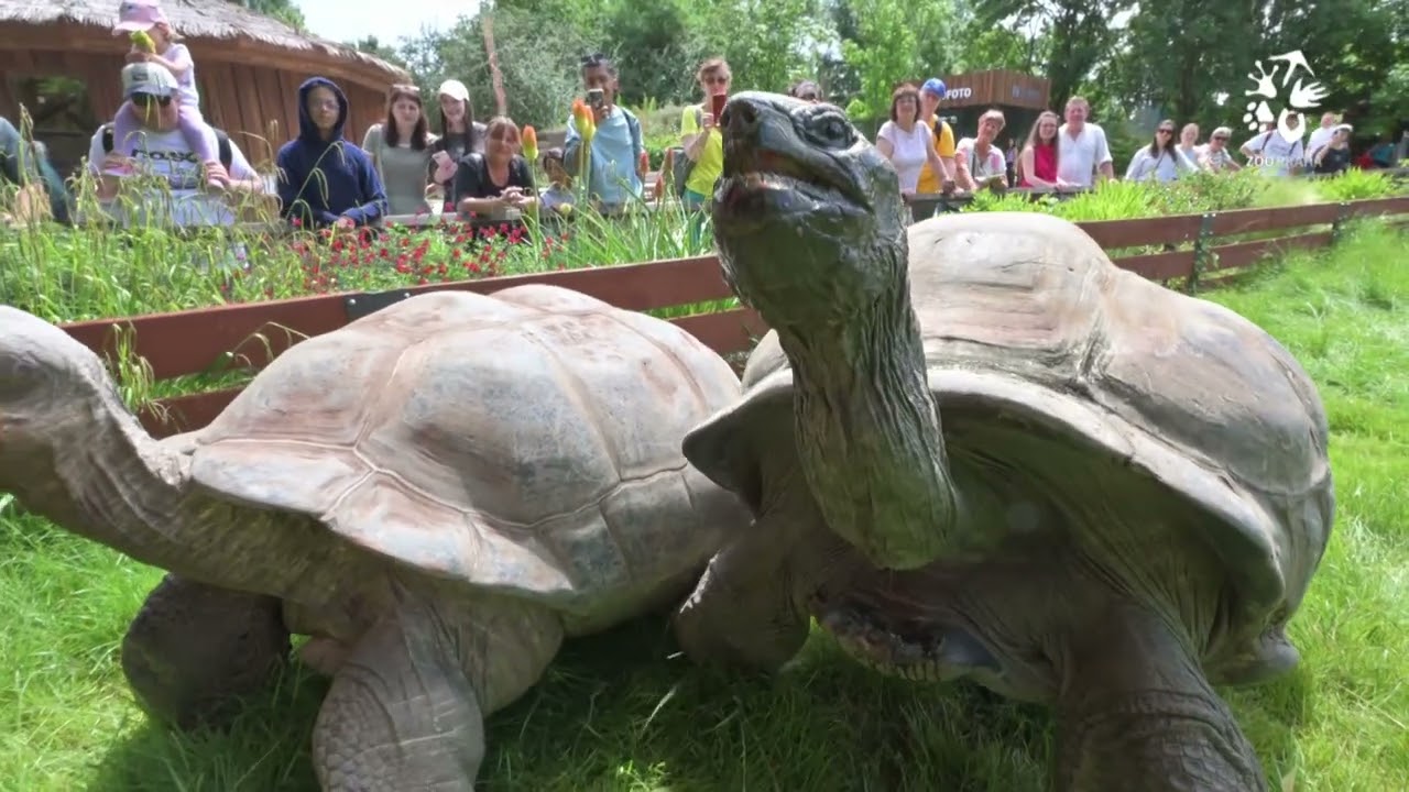 Melounové středy u velkých želv