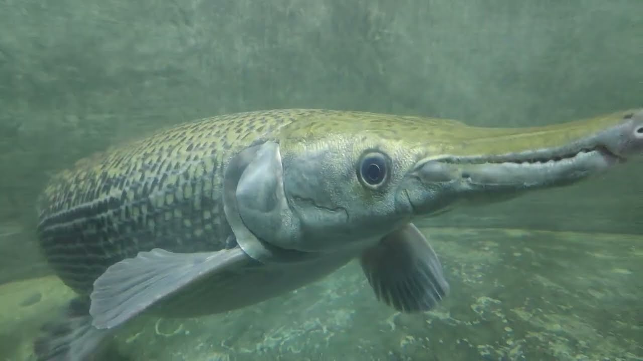 3years old Alligator gar fish my monster #aquarium #fish #pets #monster #alligator #beast #trending