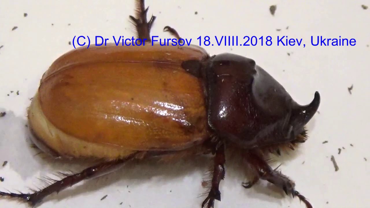 Сказочный Жук-Носорог Oryctes nasicornis Родился!