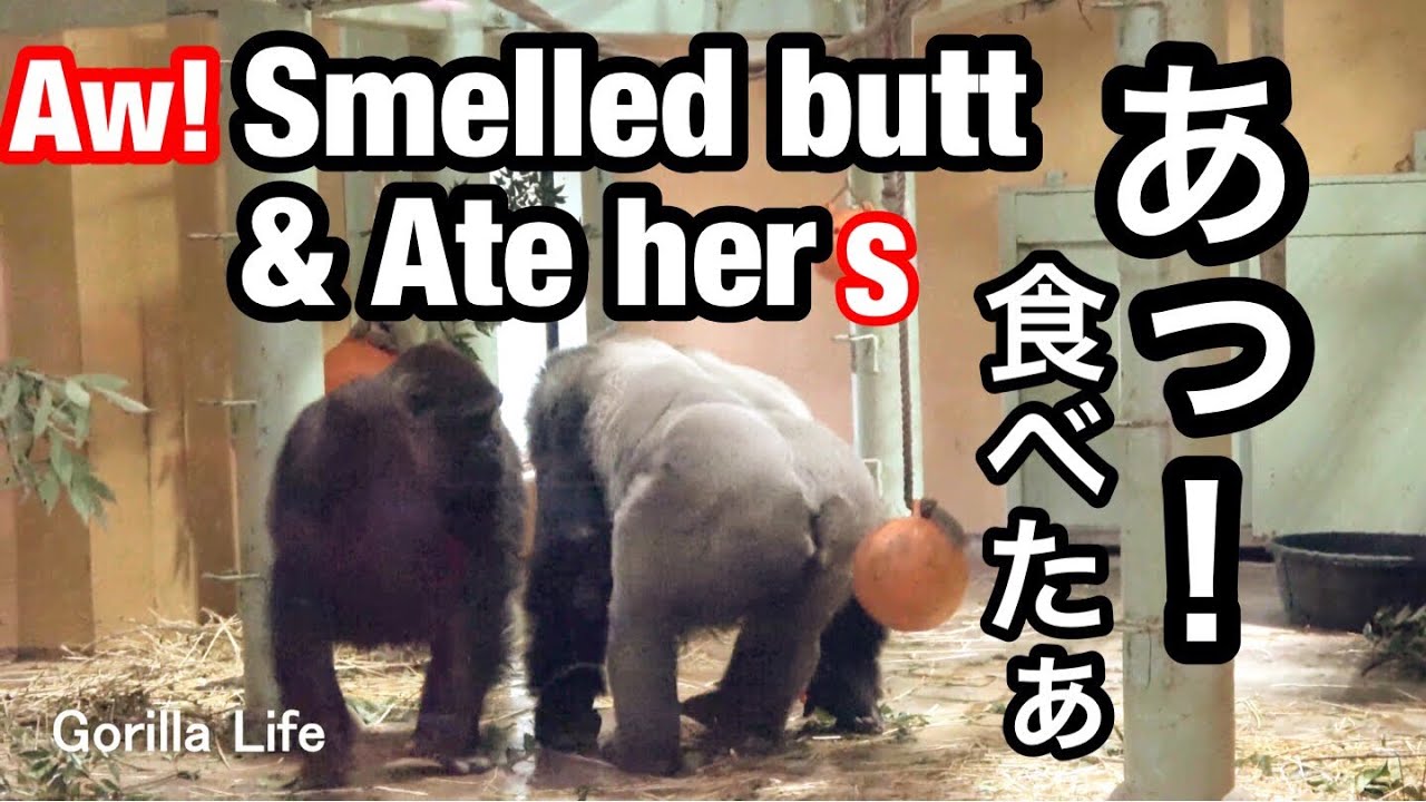 え？モモタロウは妻ゲンキのお尻を執拗に匂うし食べた🌸Oh!Momotaro obsessively smells wife Genki's butt【KyotoZoo京都市動物園】2022/2/12