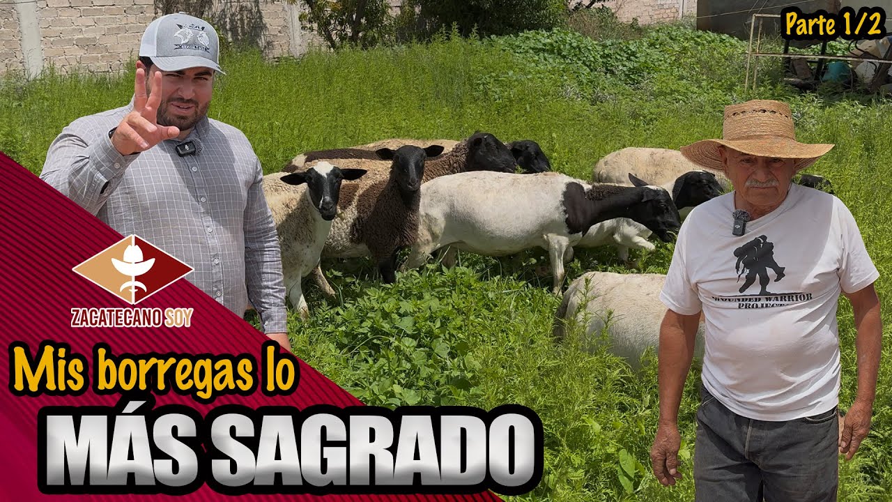 BORREGAS, GALLINAS, BURRITOS son los que me dan de comer