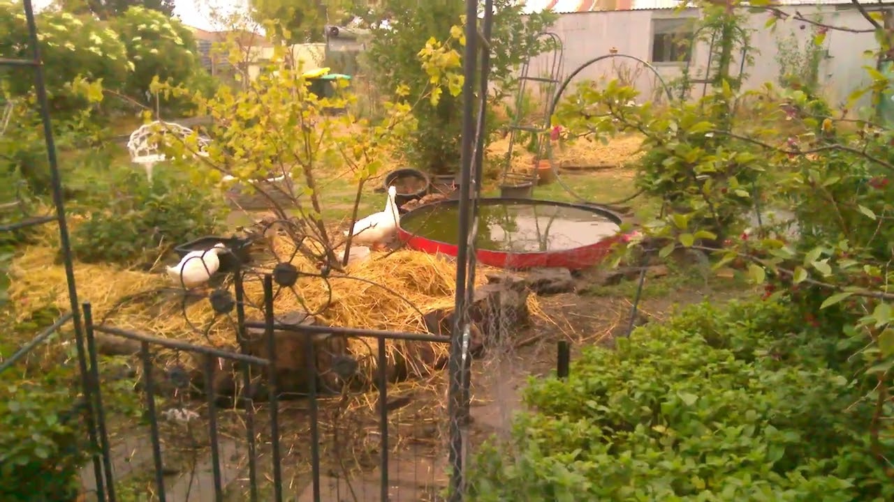 Ducklife 'Lady Grey, The flock and Parasites - part 3, chook house progress,  Autumns Lugh 2026 Aus