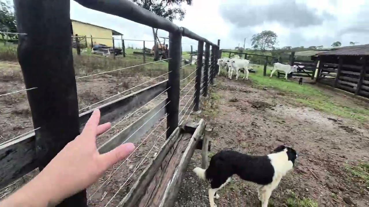 FAZENDA DE 232 HECTARES EM PLANALTINA GO