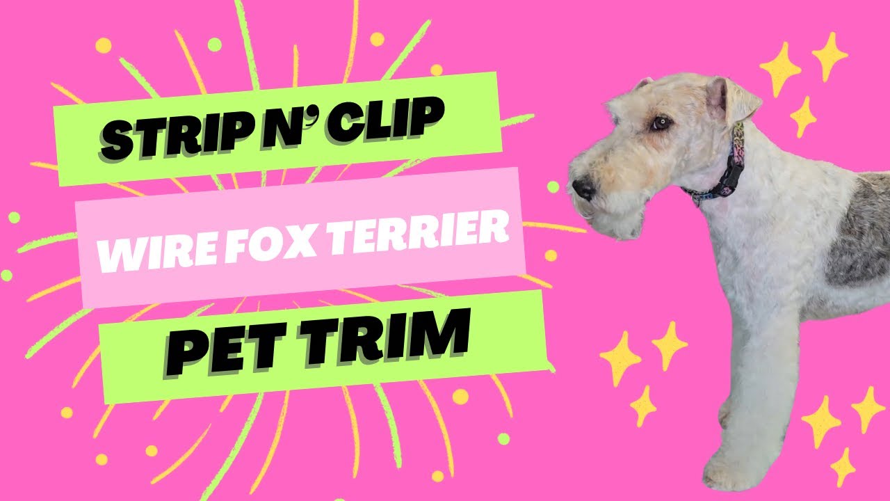 How to Groom a Wire Fox Terrier: Complete Step-by-Step Tutorial