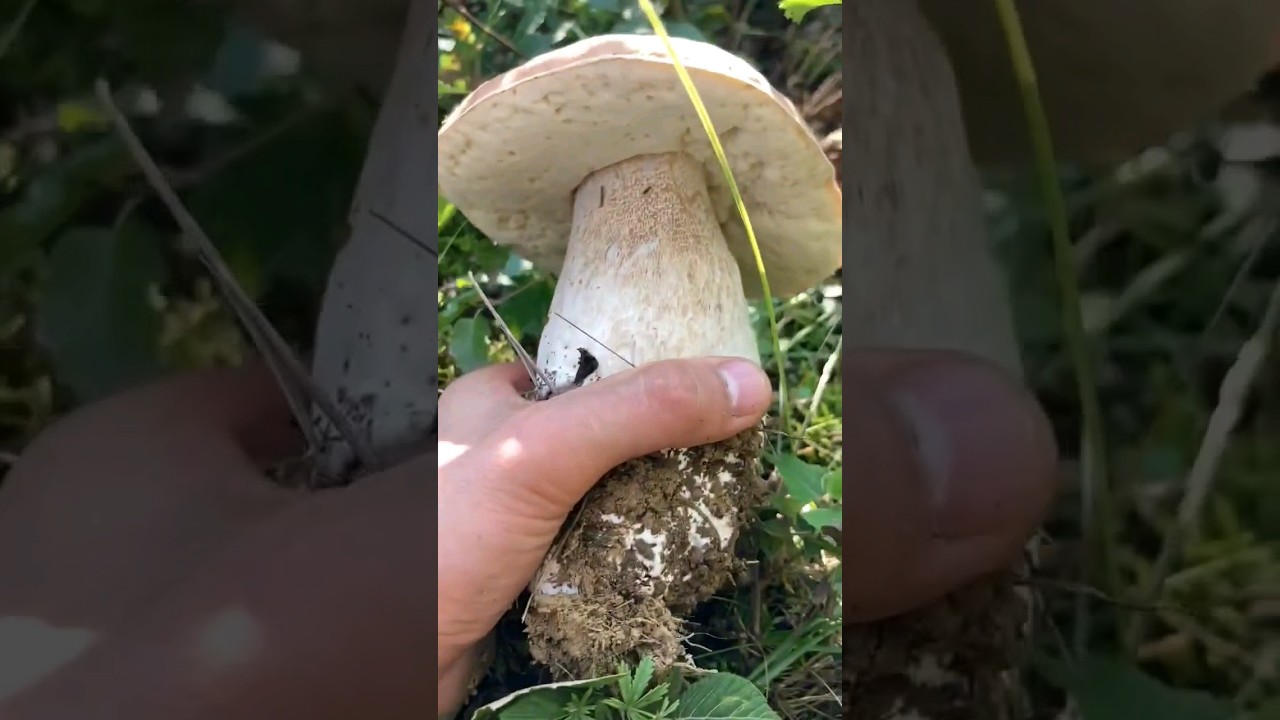 #porcini #pennybun #boletus #borowiki #kingbolete #ediblemushrooms #cepes
