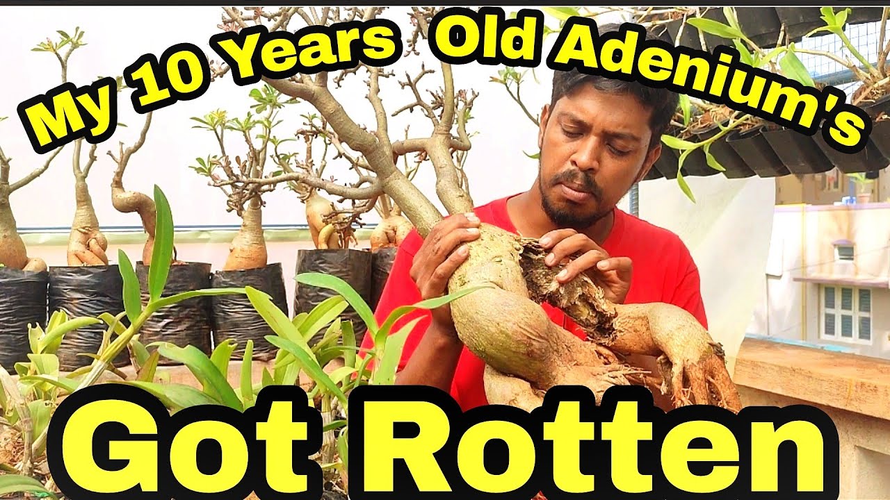 My 10 Years old Adenium Obesum.. some got root rot