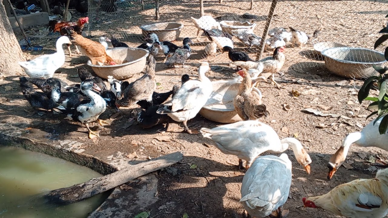 Raising chickens duck and geese according to rural and family traditions