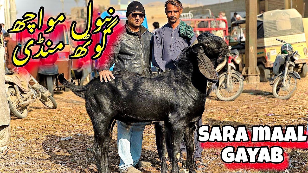 Naval moach goth mandi ke aj ke rates ❤️| Mandi girgyi | Animal Shokeen 