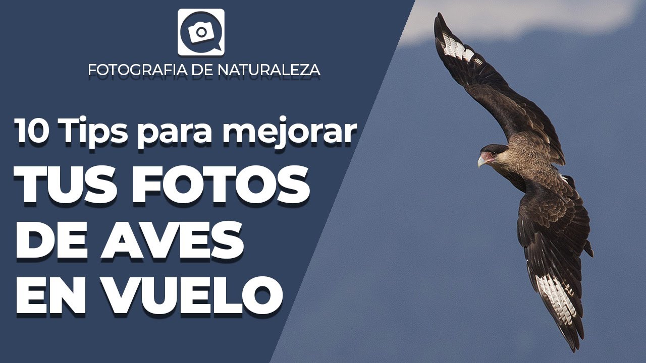 MEJORA TUS FOTOGRAFIAS DE AVES EN VUELO