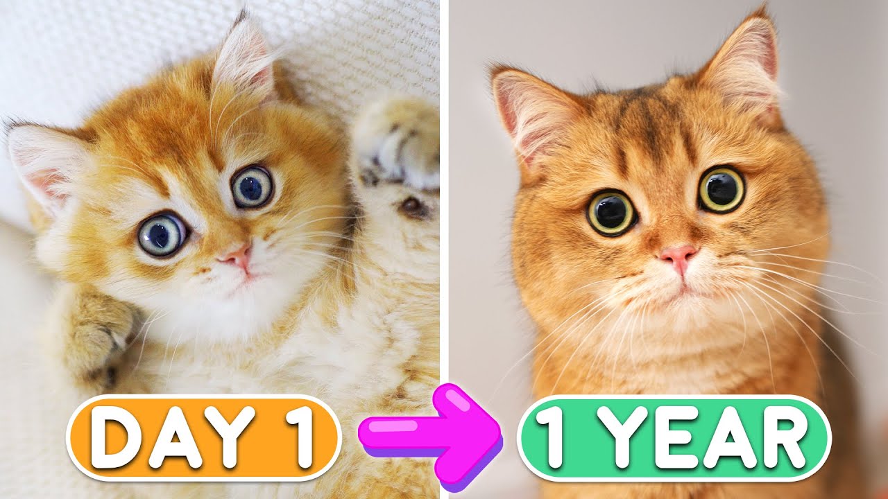 Day 1 To 365: Raising Kitten Boba