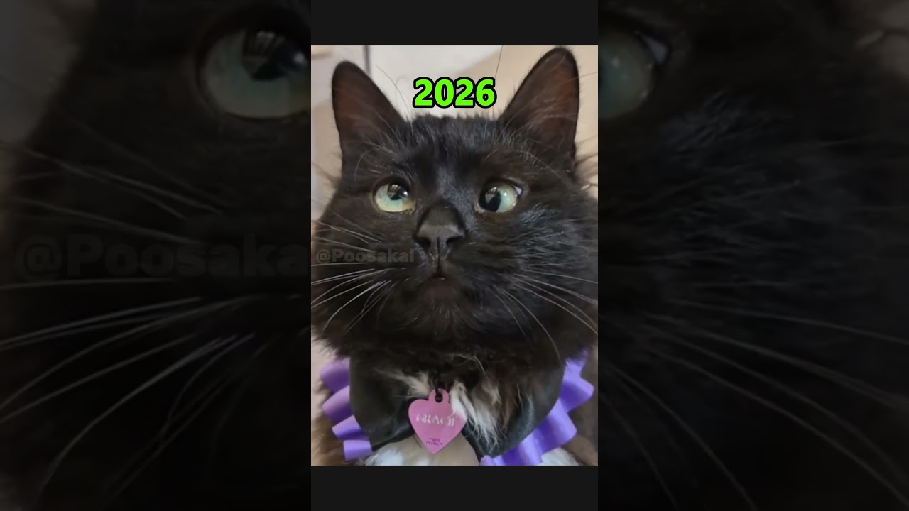 Legendary Cats and Dog Memes Then and Now❤️🥺
