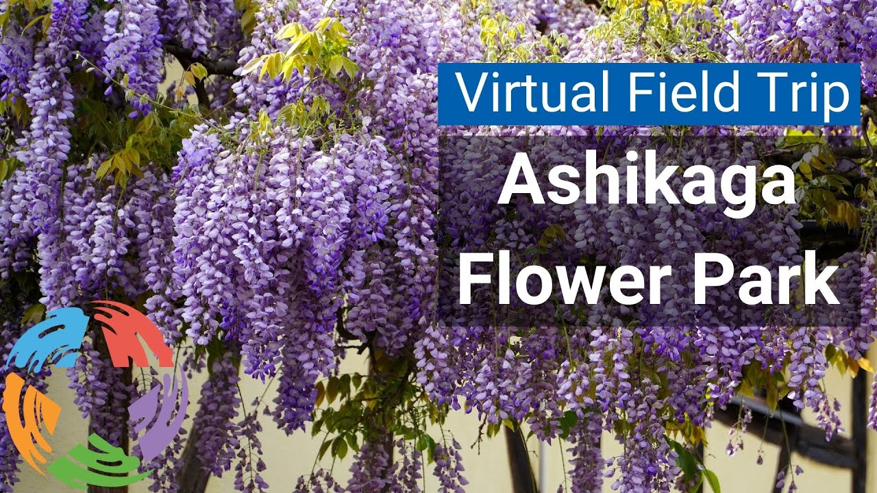 Virtual Field Trip: Ashikaga Flower Park