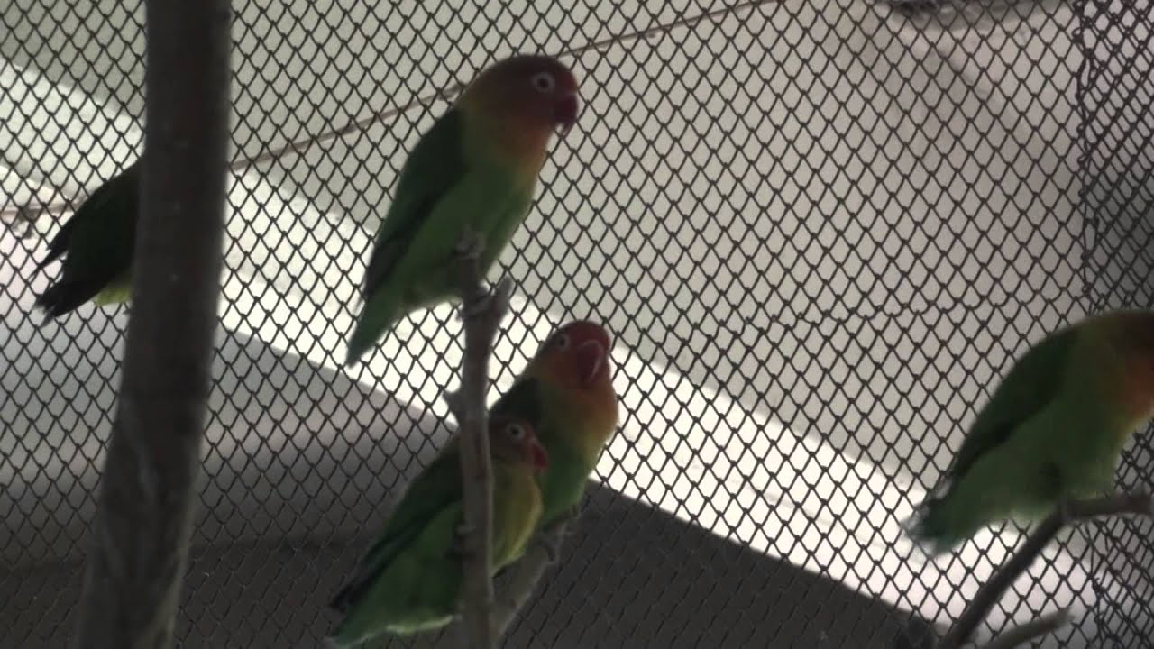 Fischer's lovebird🦜🦜Agapornis fischeri✅Неразлучник Фишера